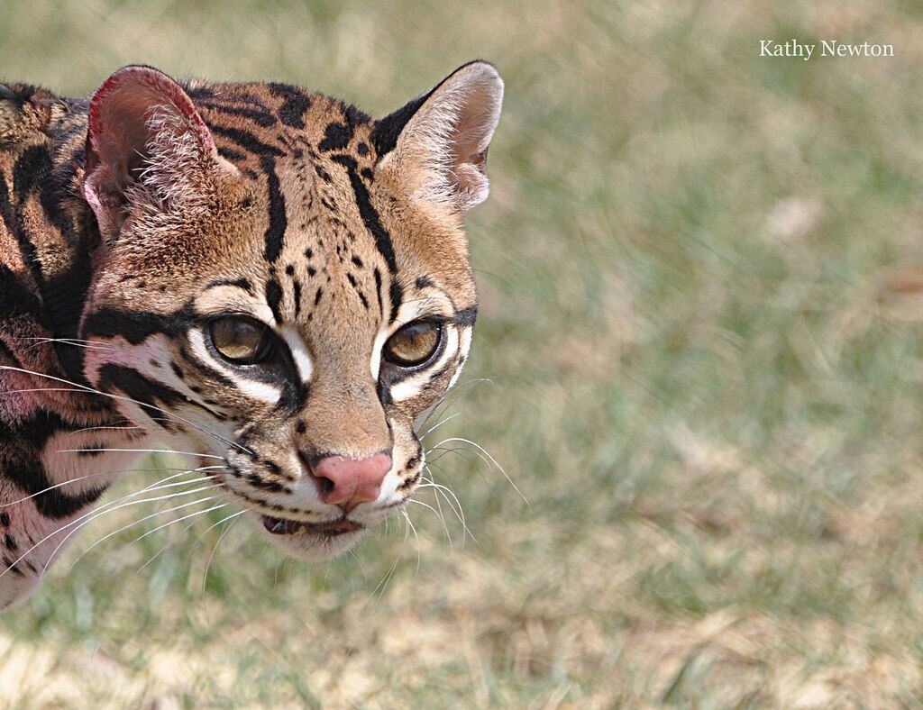 Sihil, ambassador ocelot (Photo: Kathy Newton)