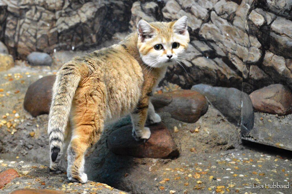 Sand cat (Photo: Lisa Hubbard)
