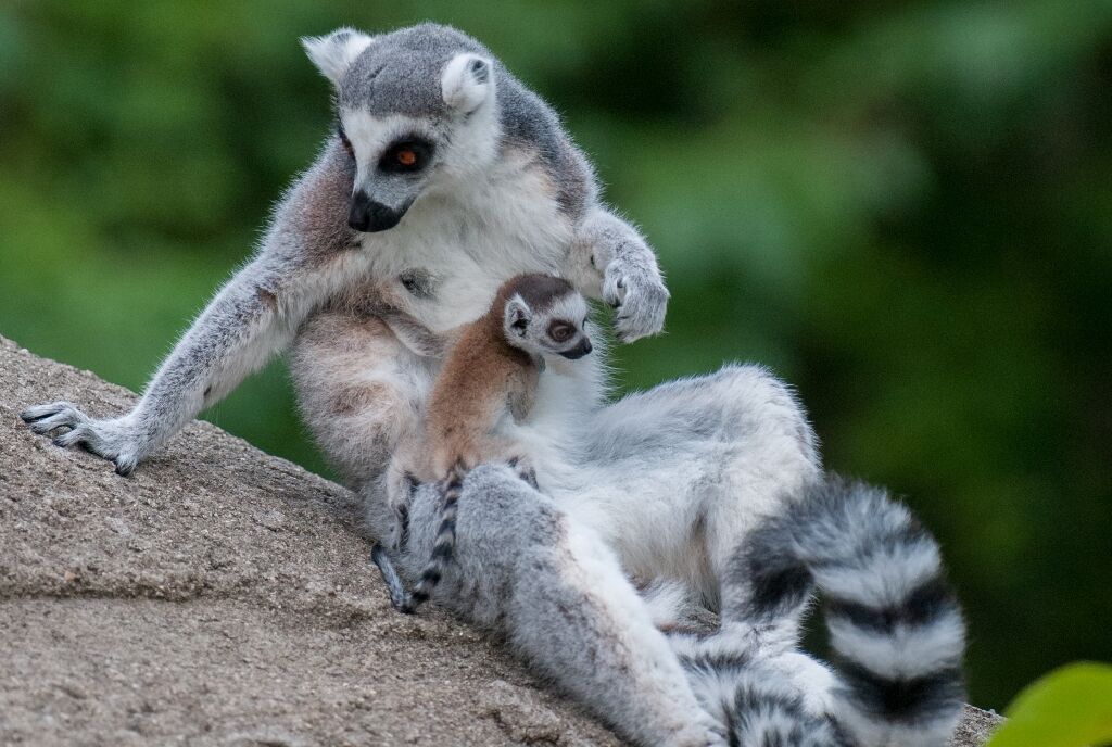 Ring Tailed Lemur with baby (Photo: Dave Jenike)