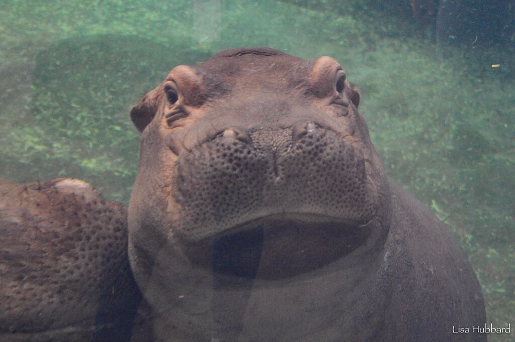 fiona hippo