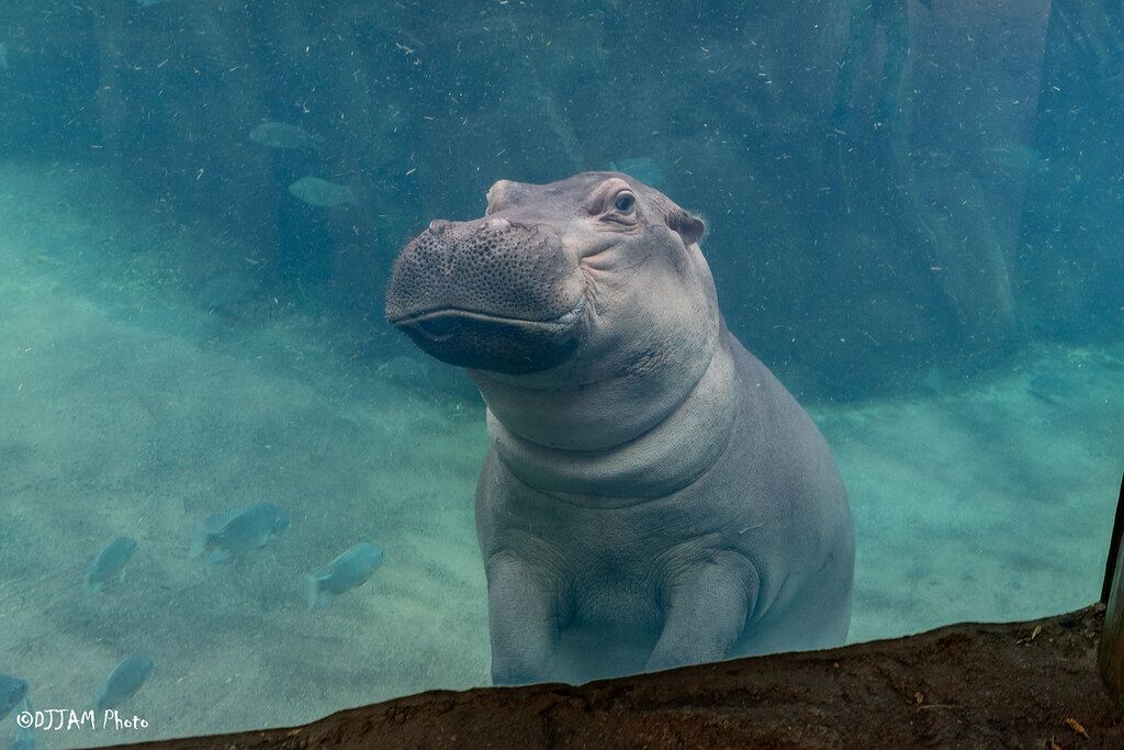 fiona hippo underwater