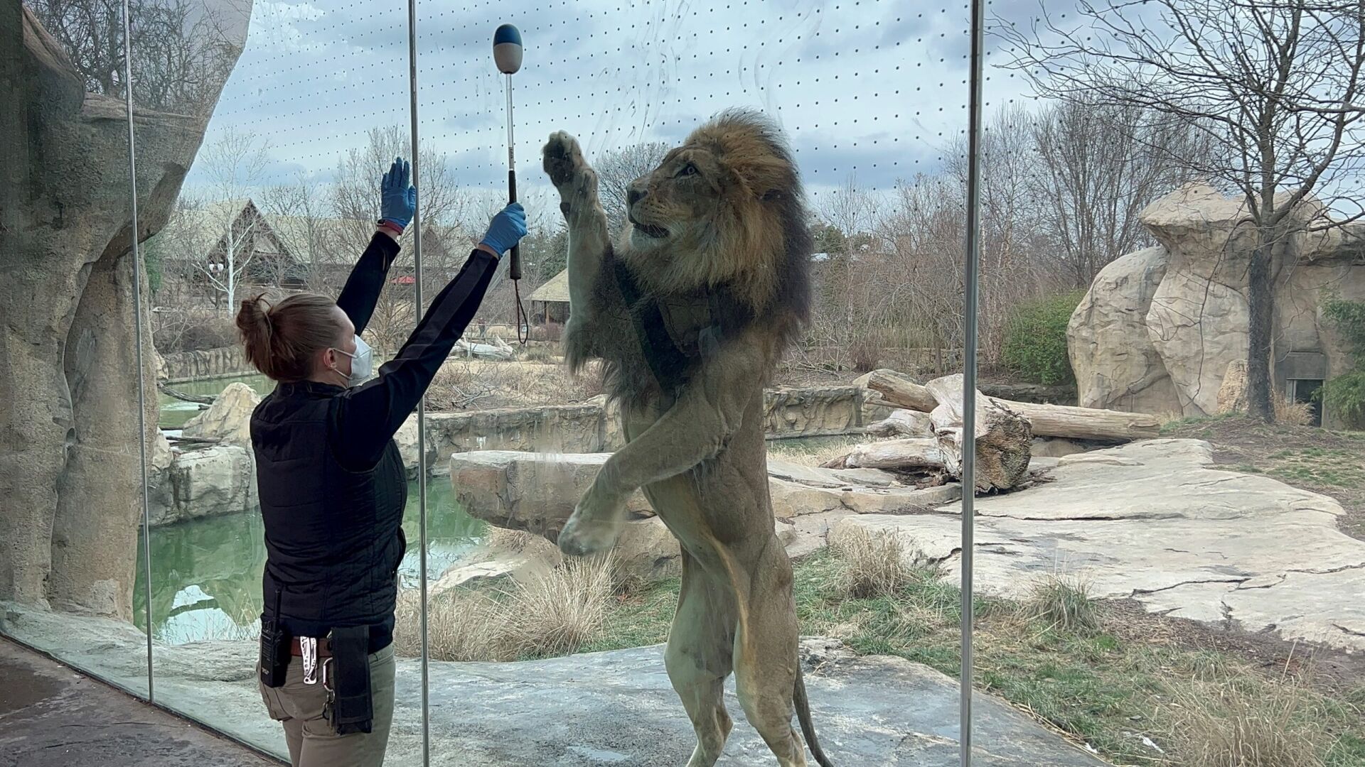 keeper training lion
