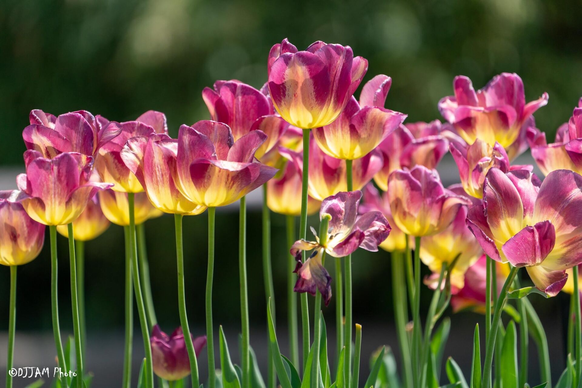 tulips