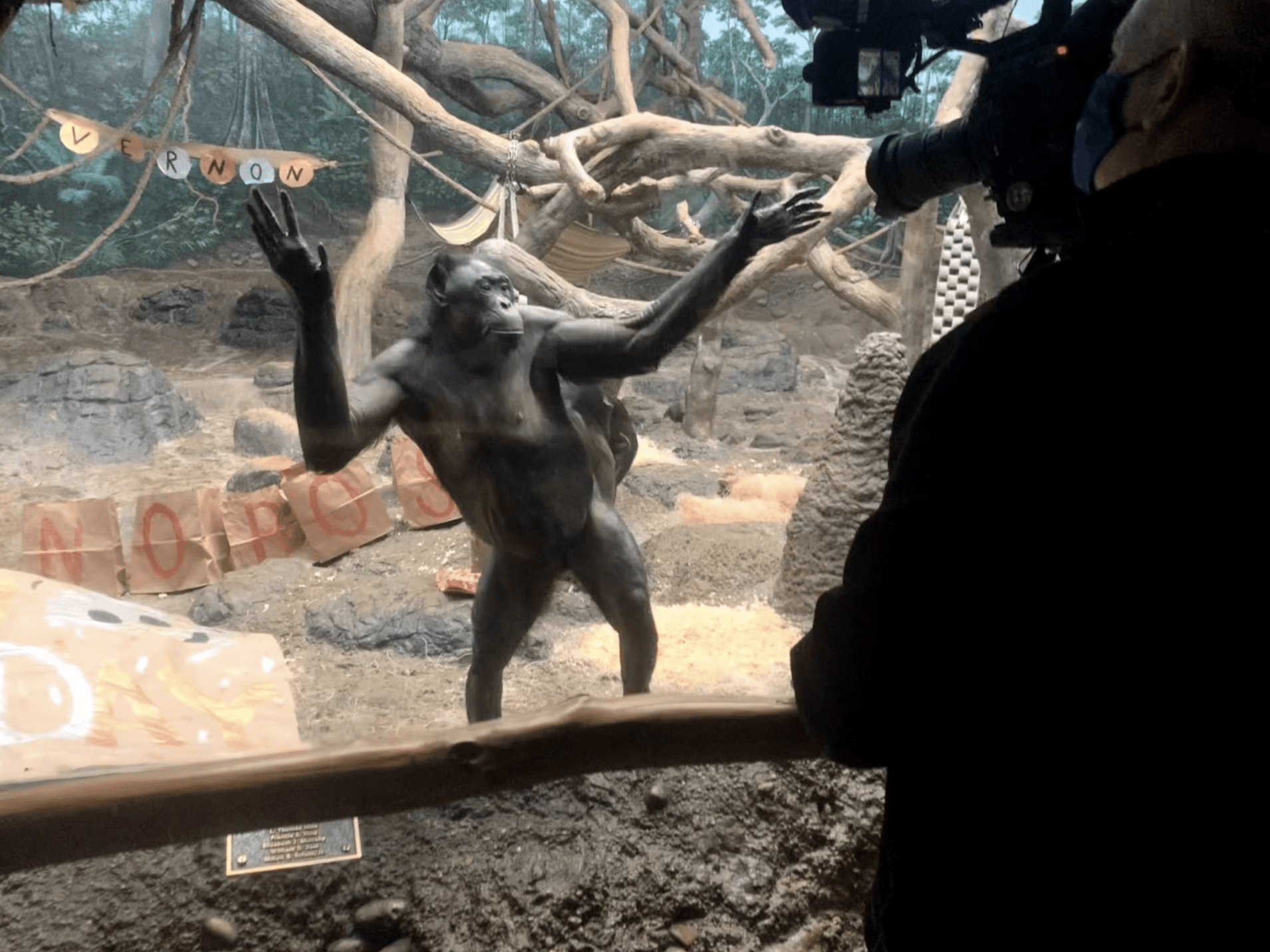 bonobo posing for camera