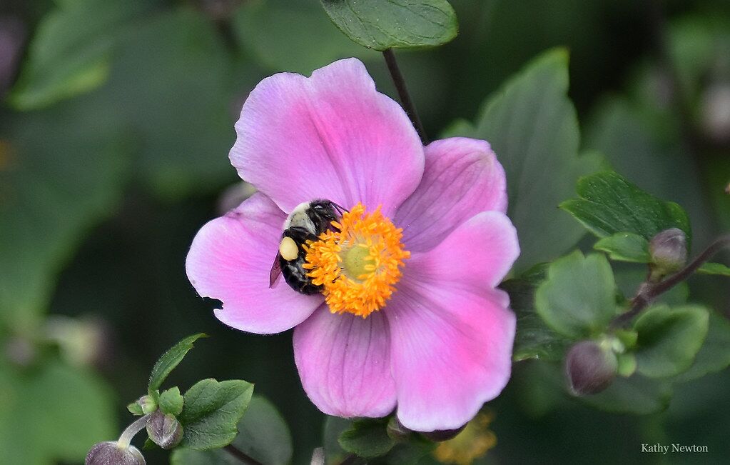 bee on flower