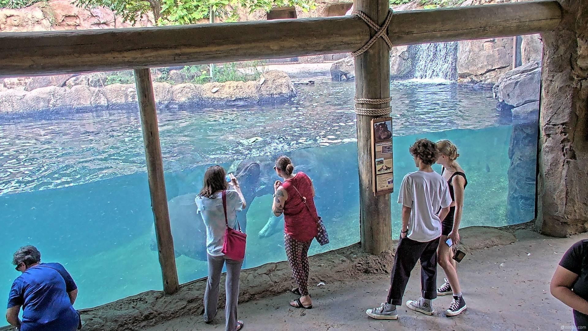 virtual membership view of hippo cam