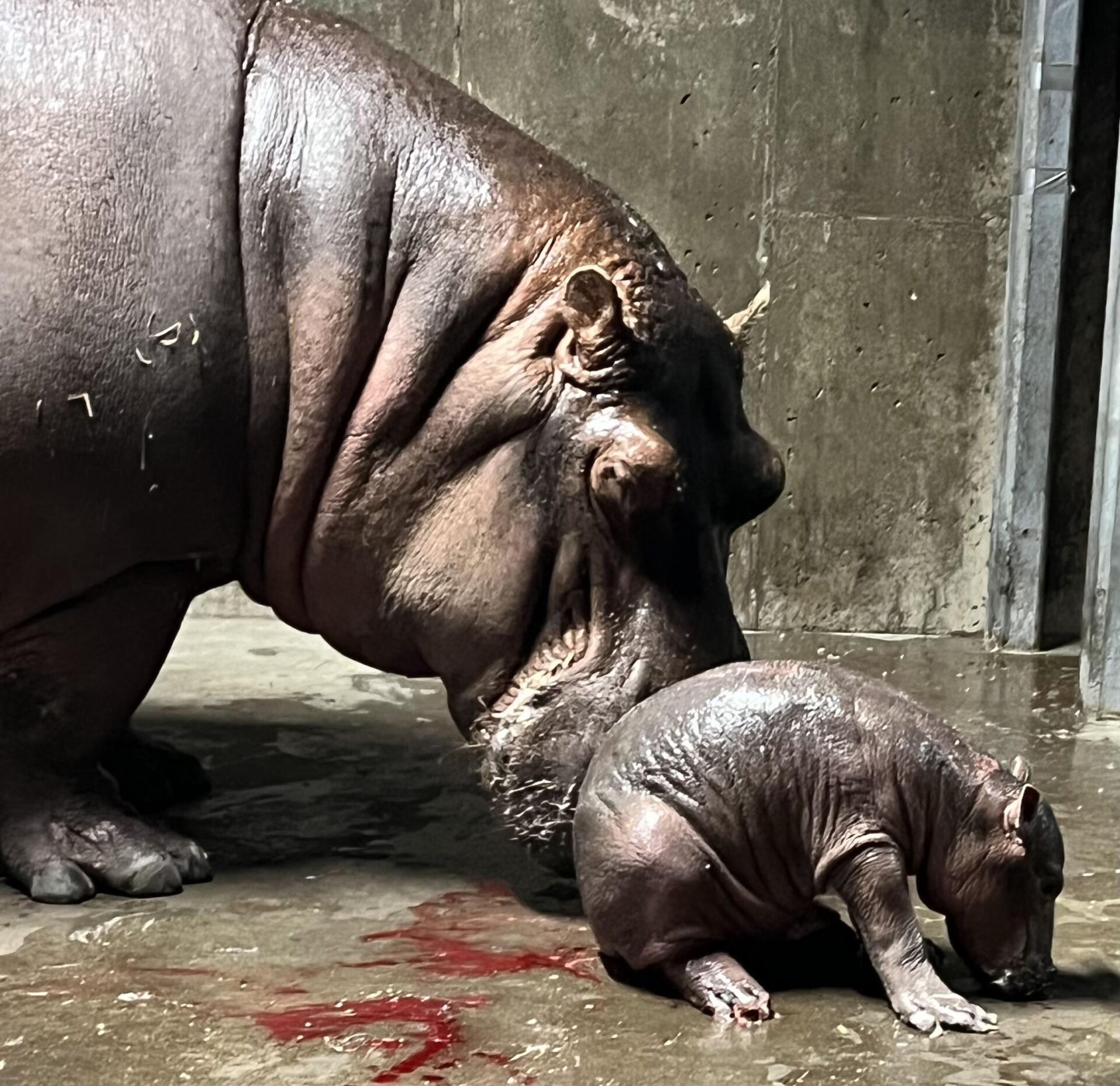 bibi mom hippo standing over newborn baby hippo
