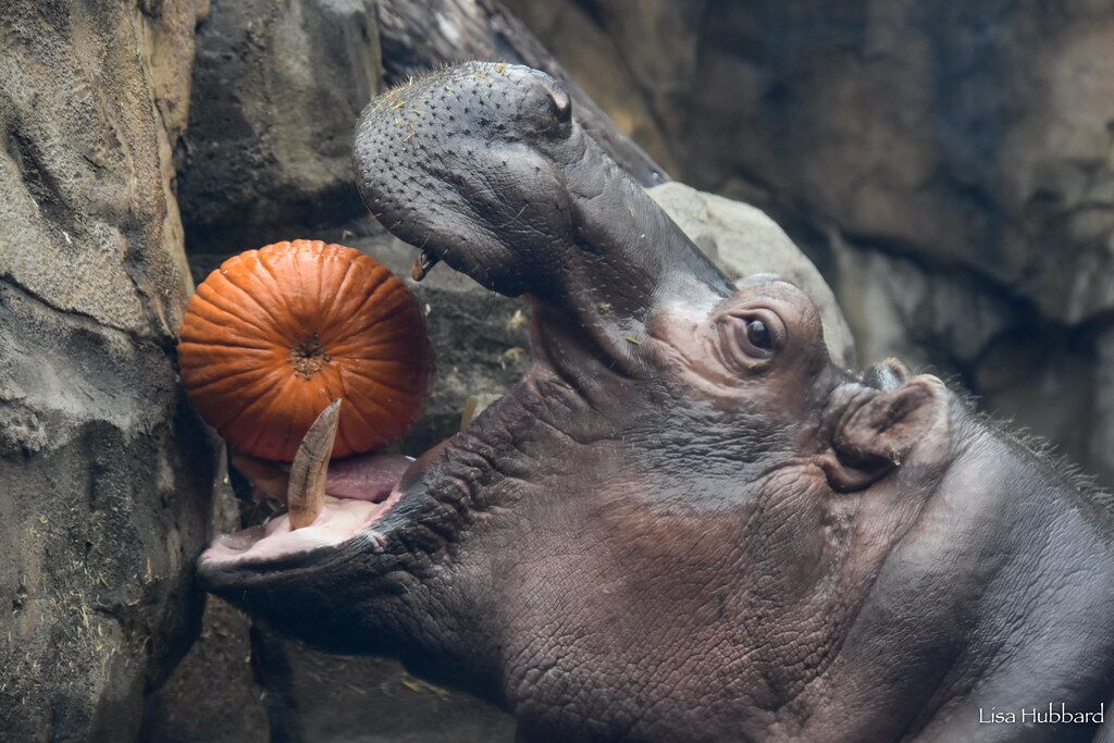 fiona the hippo eating a pumpkin