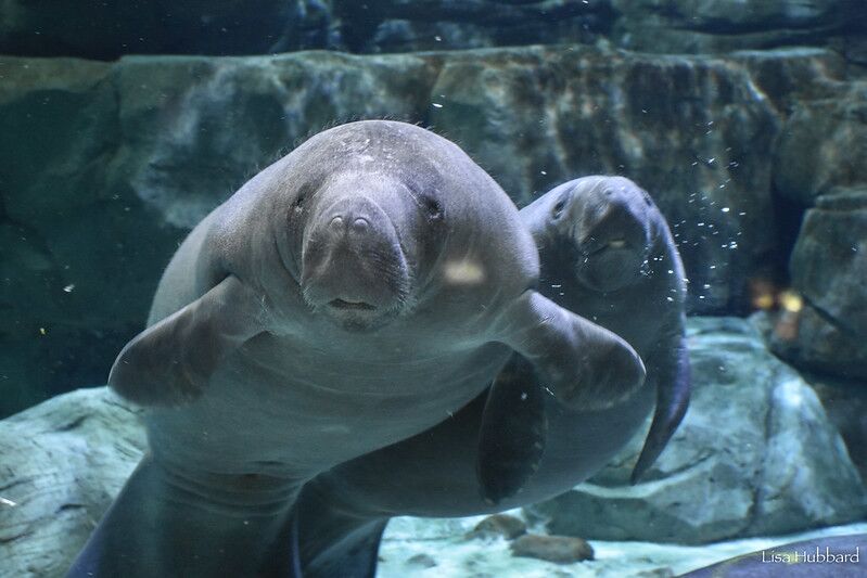 Florida Manatee - Cincinnati Zoo & Botanical Garden