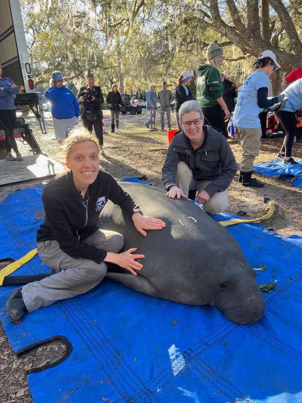 keepers sitting on ground next to a manatee that will be released to the wild