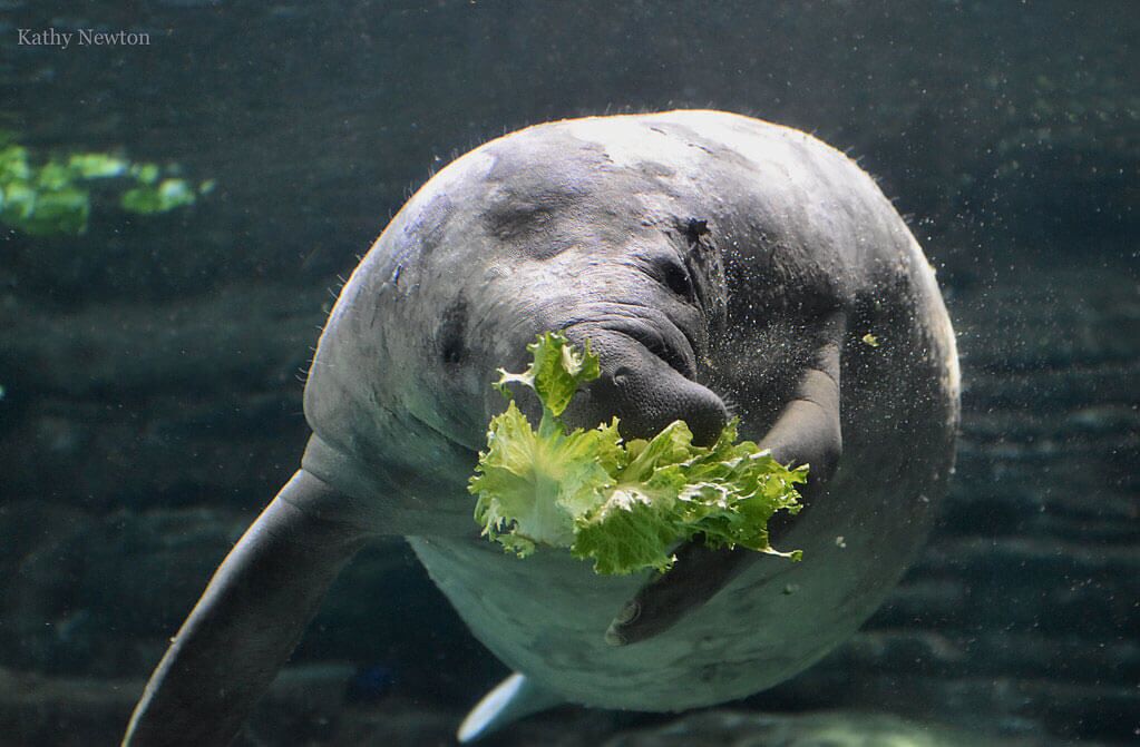 マナティページ manatee-eating.jpg