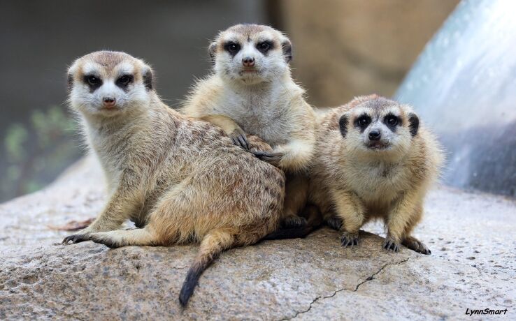 Animals | Cincinnati Zoo