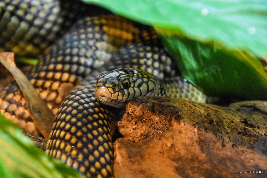 Apalochicola kingsnake in habitat