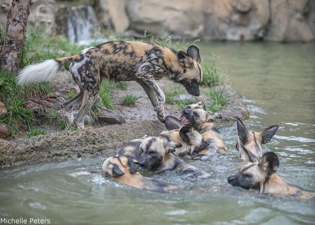 african painted dogs swimming at the cincinnati zoo