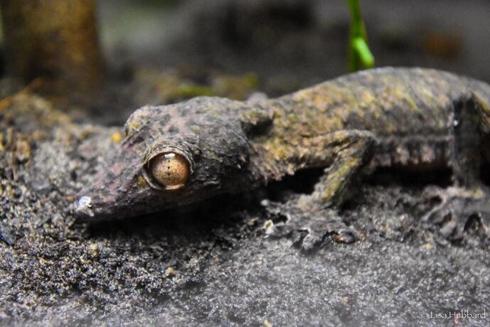 Henkel's Leaf-Tailed Gecko - Cincinnati Zoo & Botanical Garden
