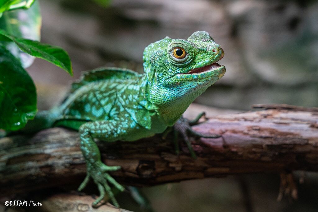 Green Basilisk - Cincinnati Zoo & Botanical Garden