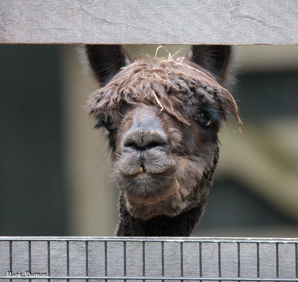 brown alpaca looking at camera