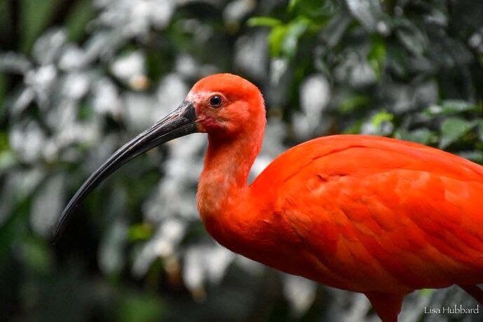Scarlet Ibis - Cincinnati Zoo & Botanical Garden