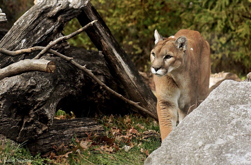 cougar behind rock