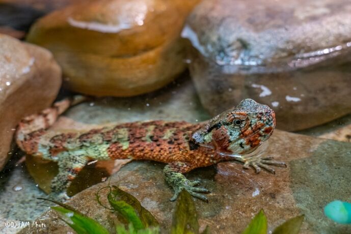 Chinese Crocodile Lizard - Cincinnati Zoo & Botanical Garden
