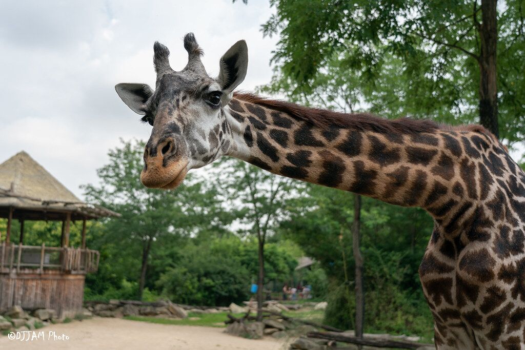 Masai Giraffe - Cincinnati Zoo & Botanical Garden