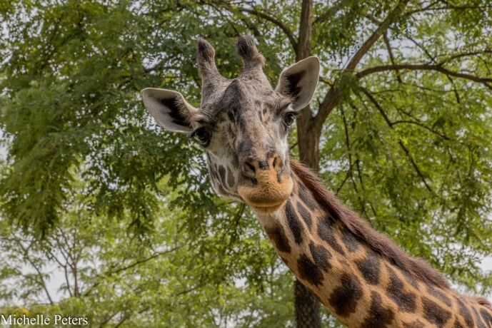 クラウスハーパニエミ　KLAUS BAAPANEMI Masai Giraffe Masai Giraffe - Cincinnati Zoo & Botanical Garden