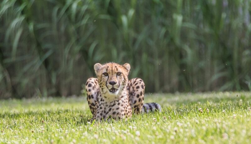 Children's Zoo Archives - Cincinnati Zoo & Botanical Garden