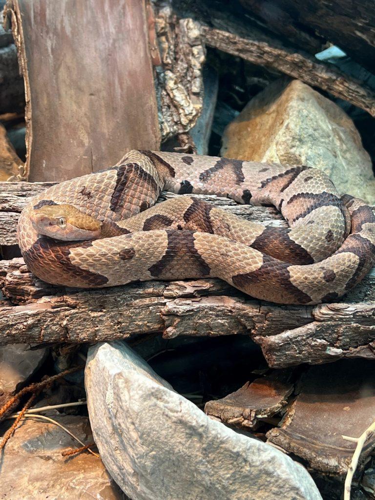Northern Copperhead - Cincinnati Zoo & Botanical Garden