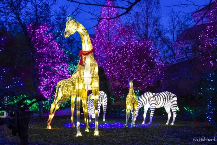 PNC Festival of Lights - Cincinnati Zoo & Botanical Garden