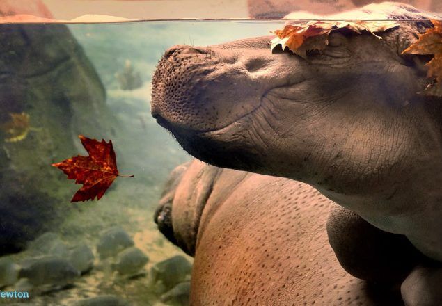 sleeping hippo with a leaf on the head