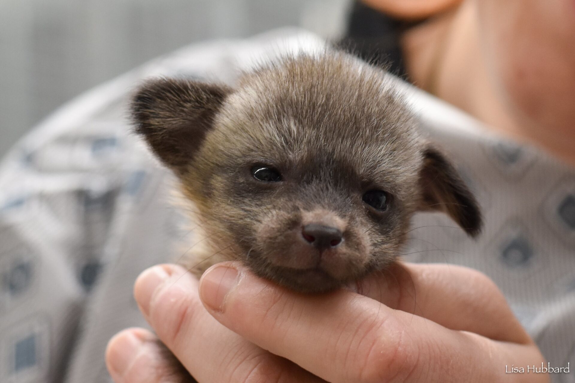 kal bat eared fox zoo babies