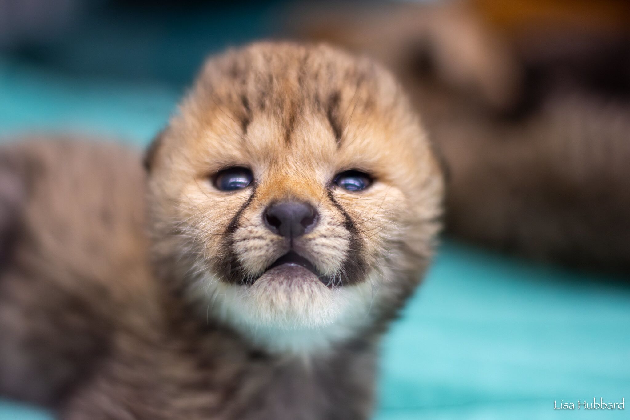 International Cheetah Day 2024: Meet Two Tiny New Ambassadors