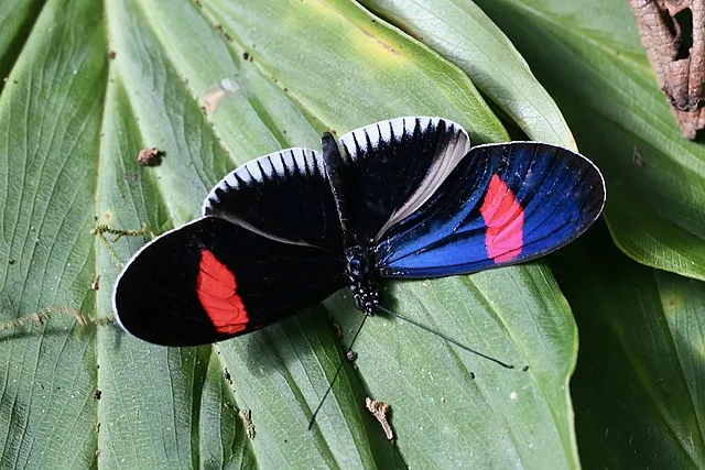 Butterfly IDs - Cincinnati Zoo & Botanical Garden
