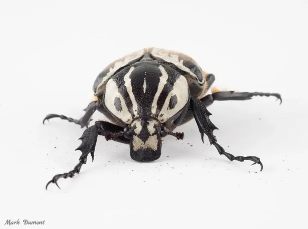 Goliath Beetle - Cincinnati Zoo & Botanical Garden