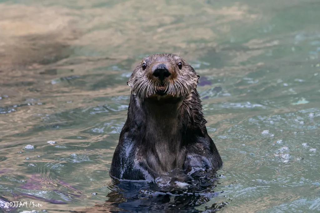 Southern Sea Otter - Cincinnati Zoo & Botanical Garden