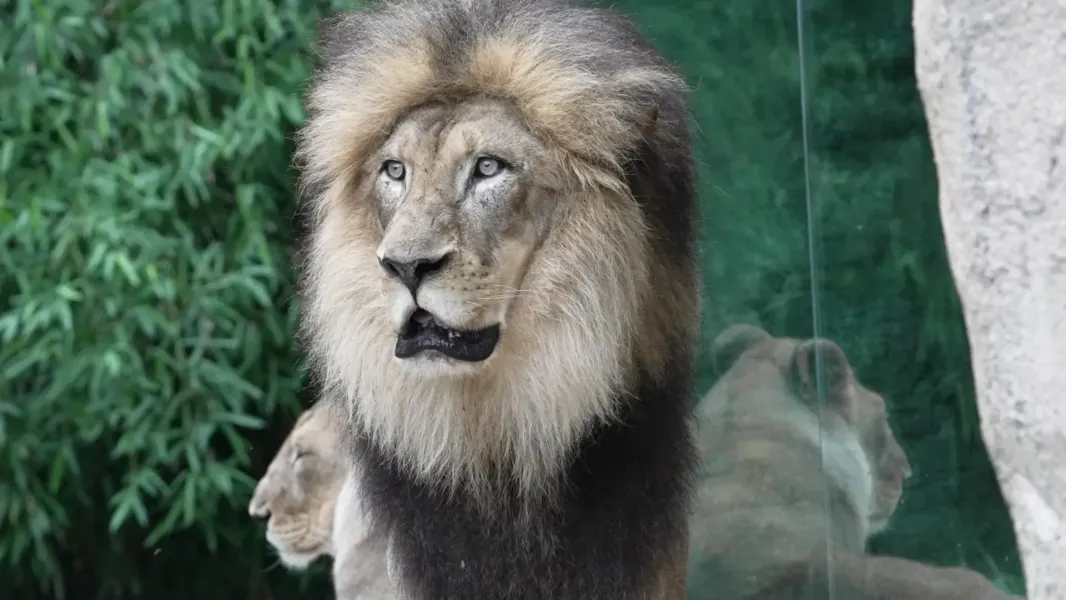 セキセイZOO様 Cincinnati Zoo | Accredited Member of the AZA