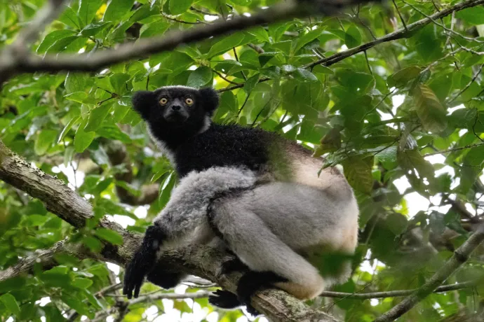 When the Forest Began to Sing: What Madagascar Taught Us About