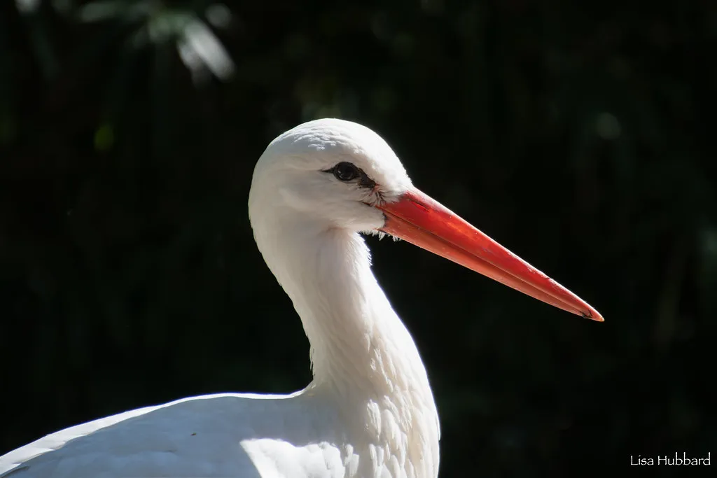 White stork