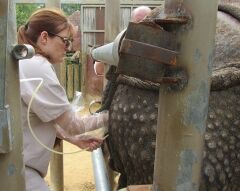 Dr. Monica Stoops performs AI procedure on Indian rhino.