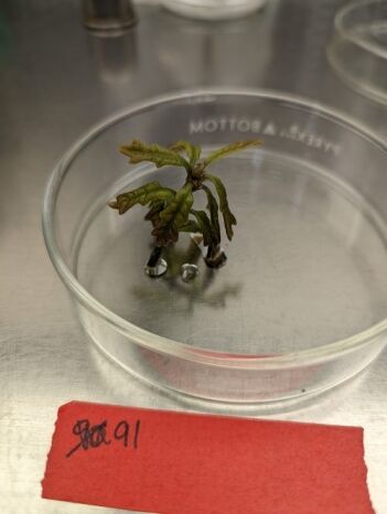 CREW Plant Lab is Cracking the Nut of Oak Conservation